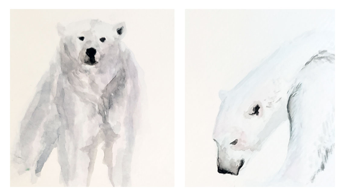 Polar Bear Studies